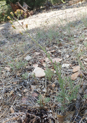 Erigeron breweri