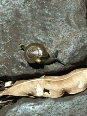 Stylommatophora