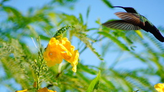 Eulampis holosericeus