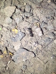 Formicidae