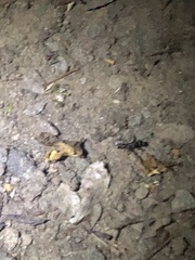 Formicidae