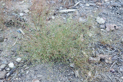 Eriogonum spergulinum