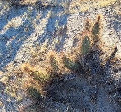 Grusonia kunzei