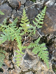 Pityrogramma calomelanos