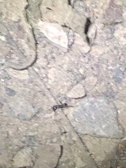 Formicidae