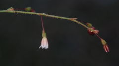 Eriogonum spergulinum