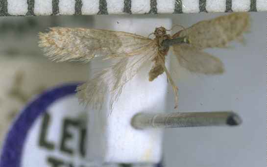 Reductoderces araneosa