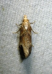 Phtheochroa