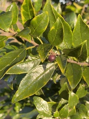 Rhamnus prinoides