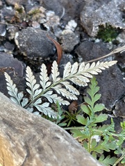 Pityrogramma calomelanos