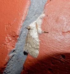 Calliteara horsfieldii