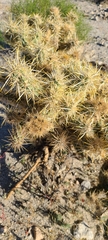 Cylindropuntia echinocarpa