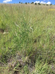 Vicia pulchella