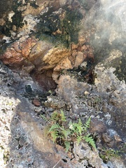 Pityrogramma calomelanos