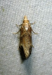 Phtheochroa