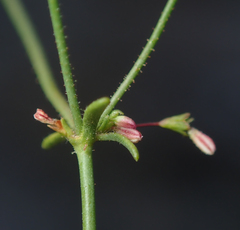 Eriogonum spergulinum