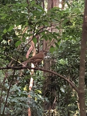 Turdus leucomelas