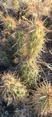 Grusonia kunzei
