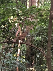 Turdus leucomelas