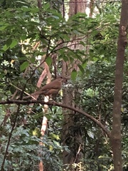 Turdus leucomelas