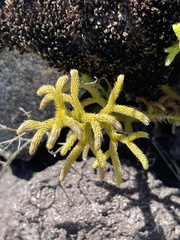 Diphasiastrum thyoides