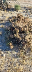 Grusonia kunzei