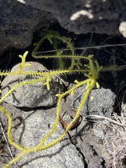 Diphasiastrum thyoides