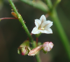 Eriogonum spergulinum