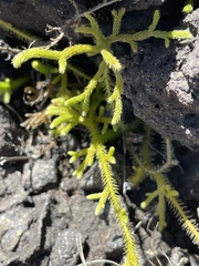 Diphasiastrum thyoides