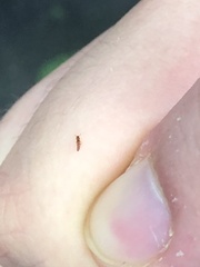 Insecta