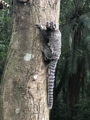 Callithrix jacchus × penicillata