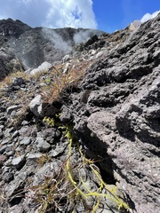 Diphasiastrum thyoides