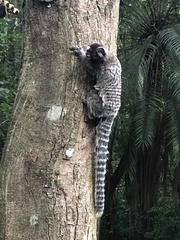 Callithrix jacchus × penicillata