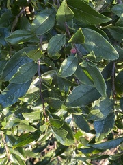 Rhamnus prinoides