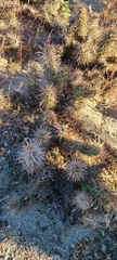 Grusonia kunzei