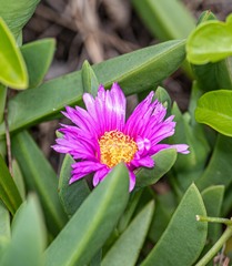 Carpobrotus glaucescens