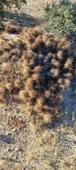 Grusonia kunzei
