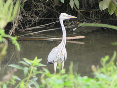 Ardea cinerea