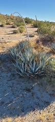 Agave deserti