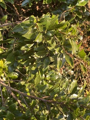 Rhamnus prinoides