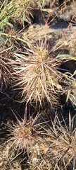 Grusonia kunzei