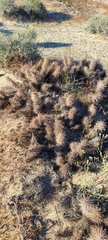Grusonia kunzei