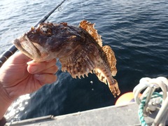 Myoxocephalus scorpius