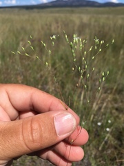 Drymaria leptophylla