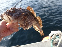 Myoxocephalus scorpius