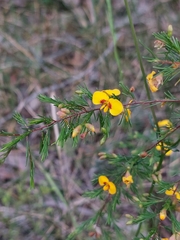 Dillwynia tenuifolia
