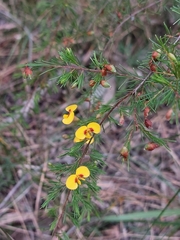 Dillwynia tenuifolia