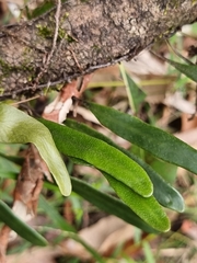Pyrrosia confluens