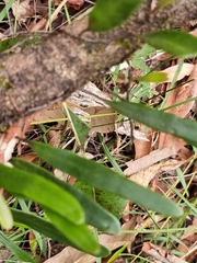 Pyrrosia confluens