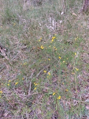 Dillwynia tenuifolia